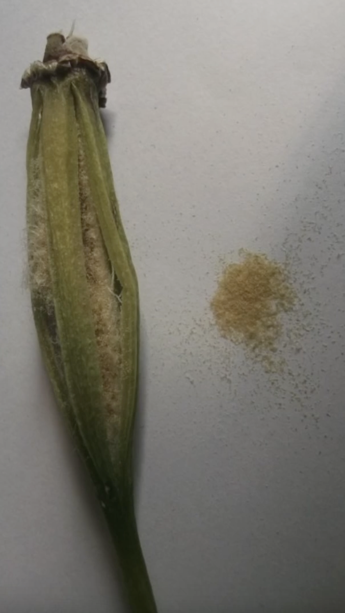 Семенная коробчка орхидеи фаленопсис. Фото из инета