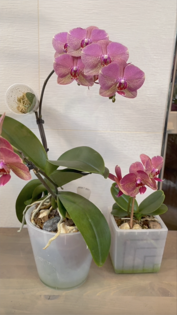 Домашнее уветение орхидеи фалекнопсис РАУЛЬ и её отделенной пересаженной детки. Орхидеи С Еленой Кузнецовой