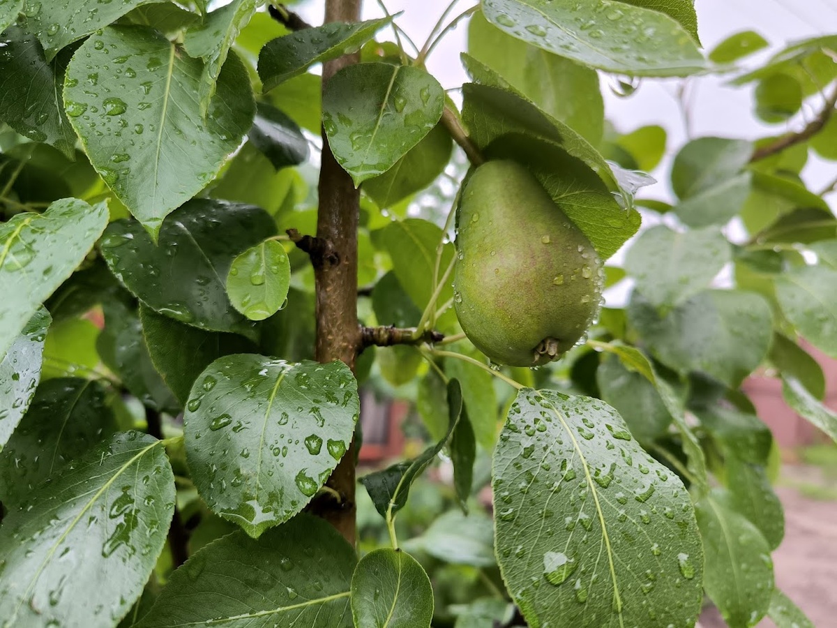 Груша. Весь день дождь сегодня