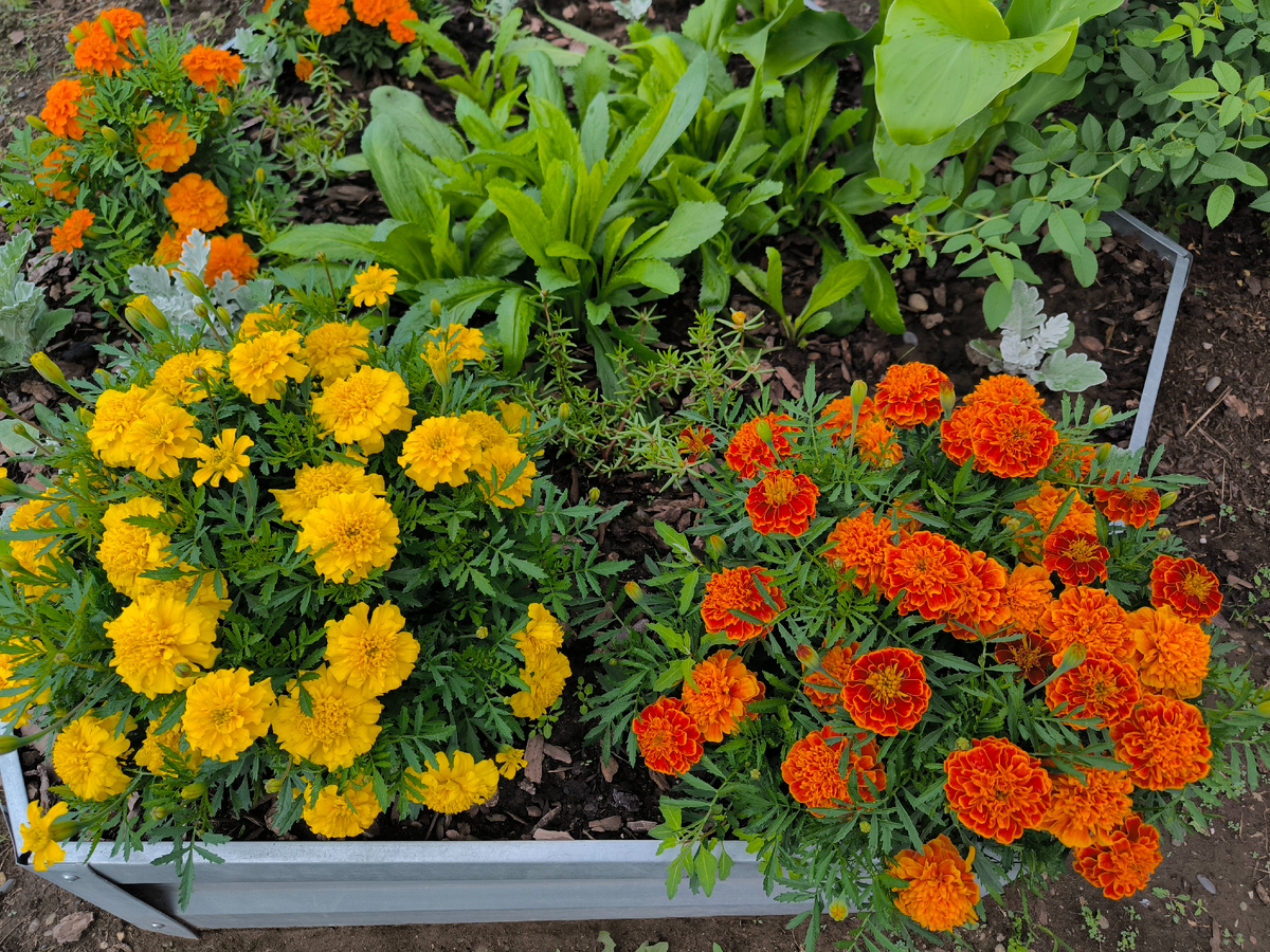 Бархатцы цветут