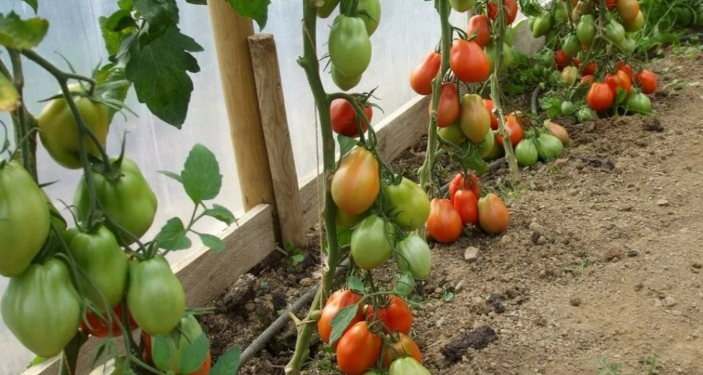 Какие листья томатов нельзя удалять? Правильное формирование нижнего и среднего яруса куста . Советы огородников.