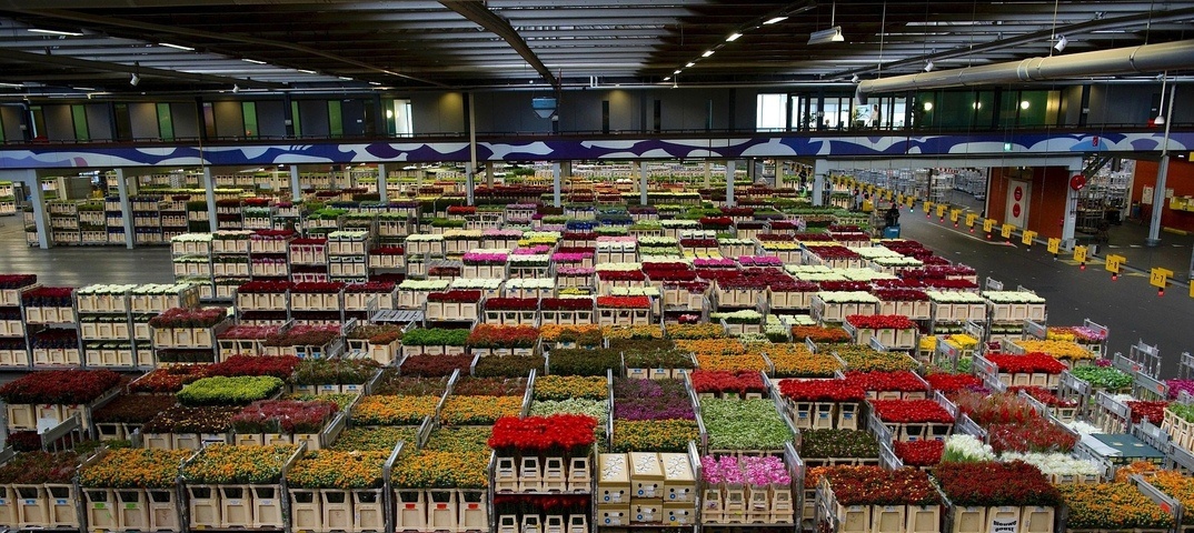 Голландский цветочный вебшоп. Какой выбрать?