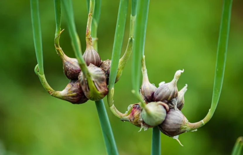 многоярусный лук