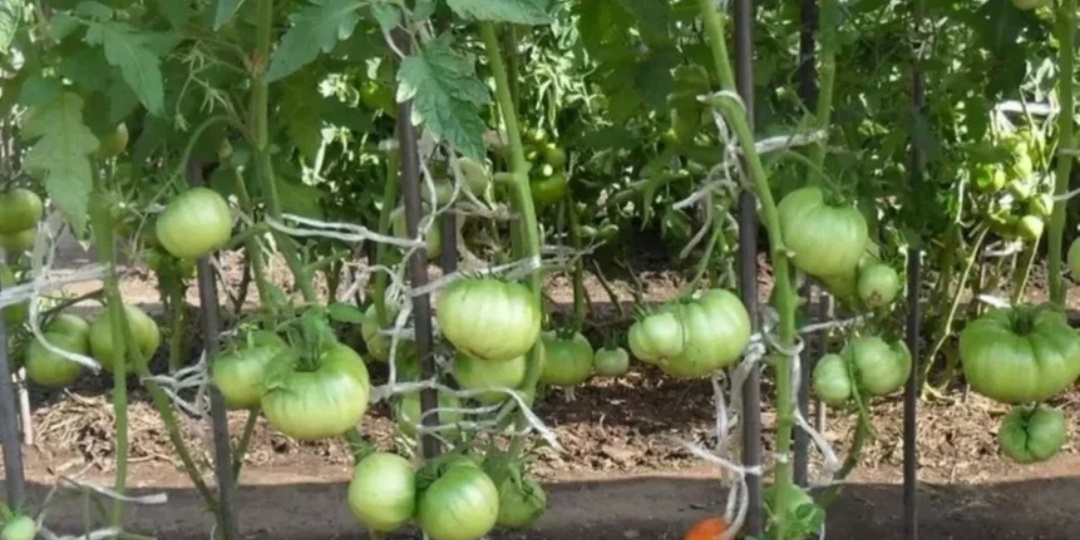 Чем опрыскать томаты от фитофторы если на них уже цветы и завязи? Как распознать и предупредить болезнь? Обработка натуральными растворами.