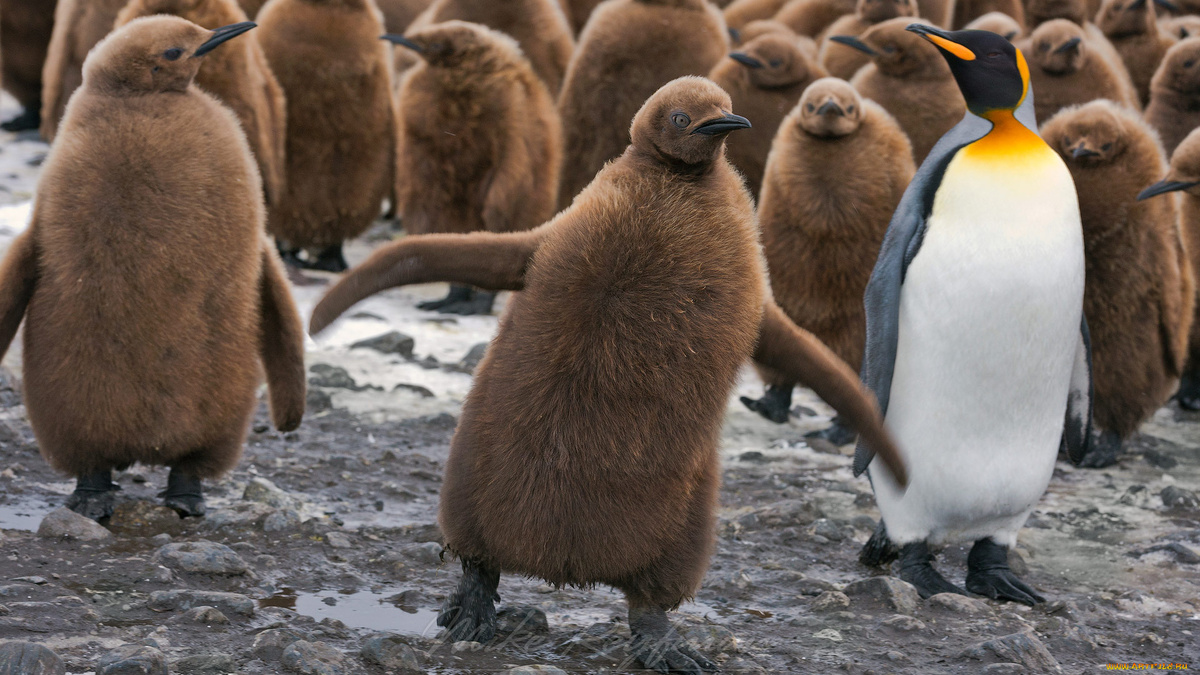 Фото с сайта: https://artfile.me/download/zhivotnye-pingviny-ptency-pticy-1141344/1920x1080