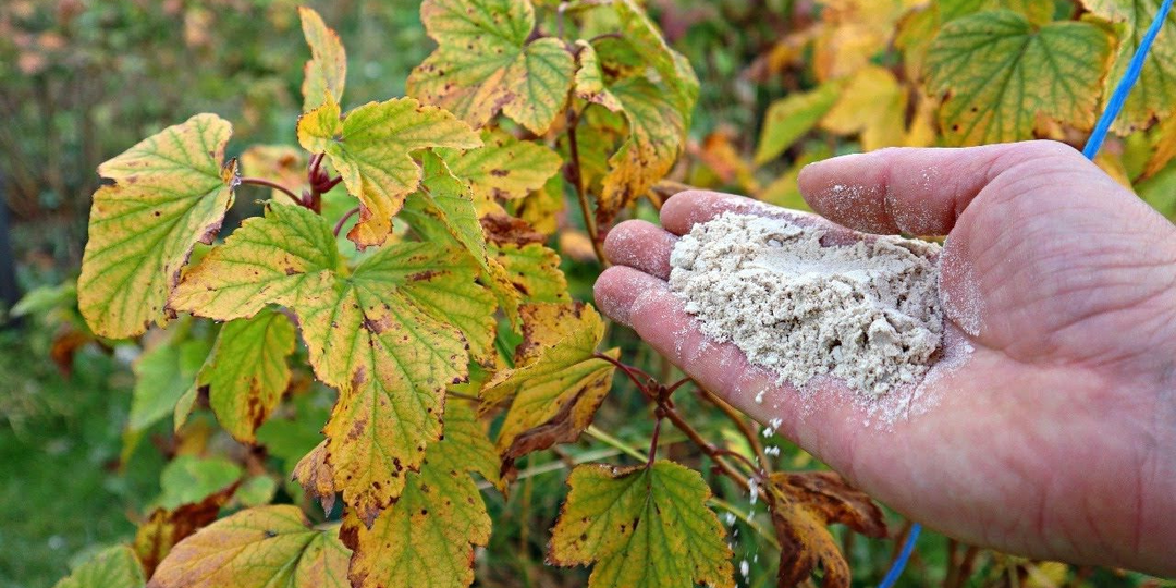 После такого «опудривания» в августе-сентябре смородина будет с 5 рублёвую монету: сухая смесь, которая прогонит всех вредителей