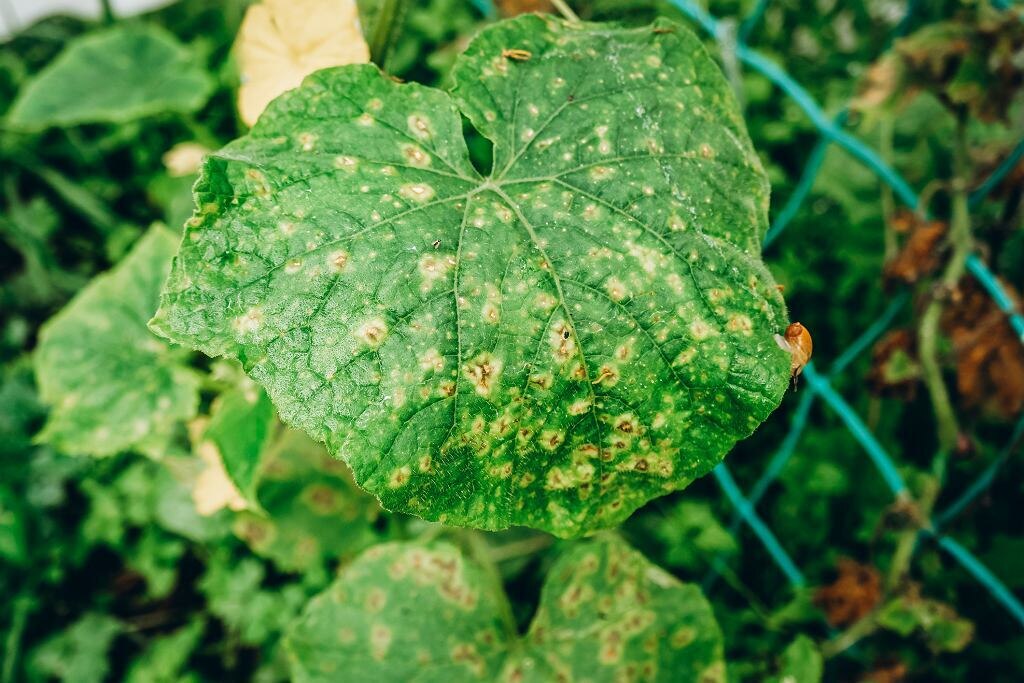 Не дайте фитофторе съесть ваши огурцы. Этот "коктейль" из 3 ингредиентов подействует как щит