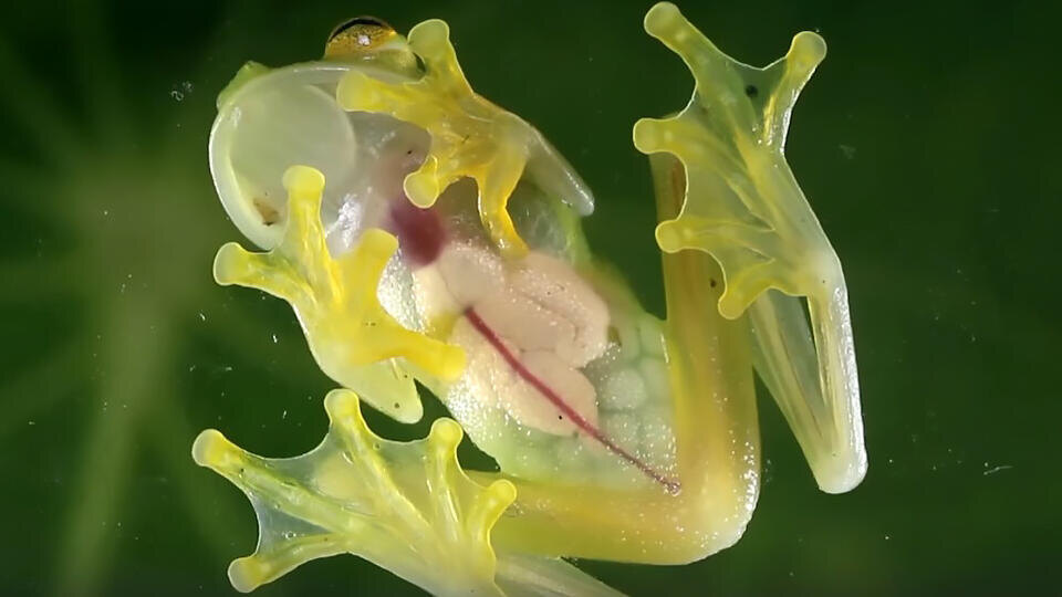 Фото: © Кадр из программы "Как устроен мир?", РЕН Т