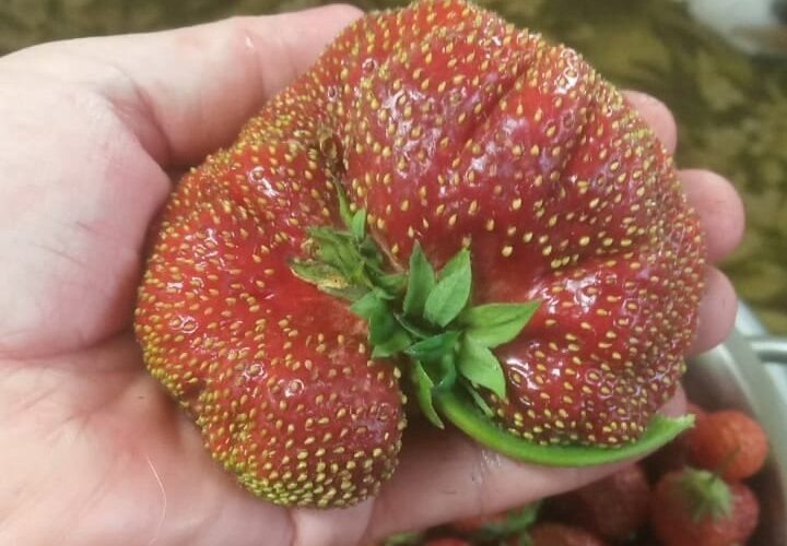    Фото: соцсети дачницы