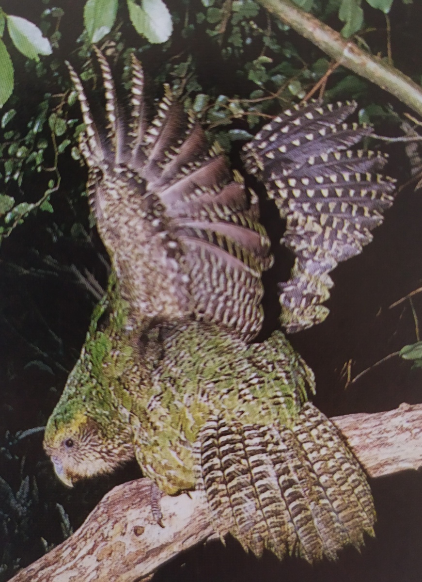 Какапо на острове Мод