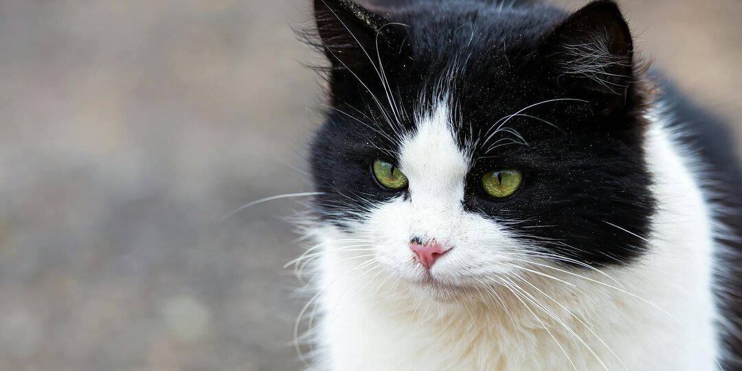 Мамина любовь