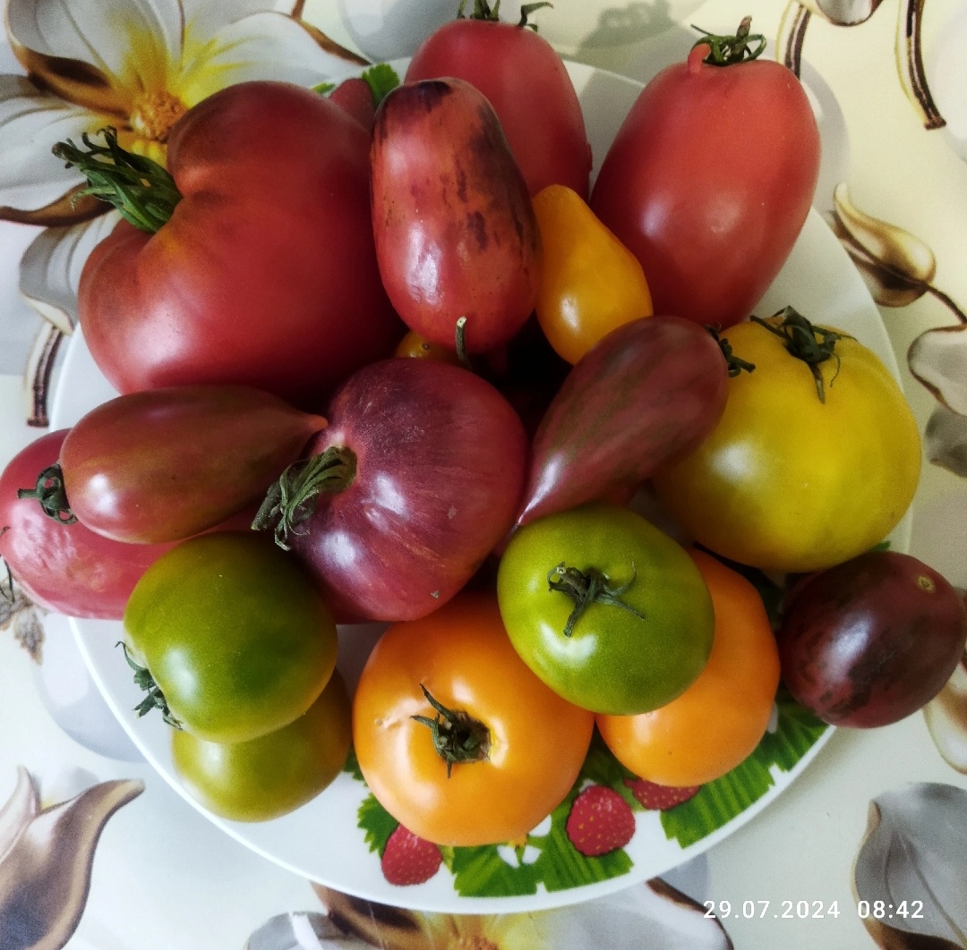 Помидорки урожая 2024 года