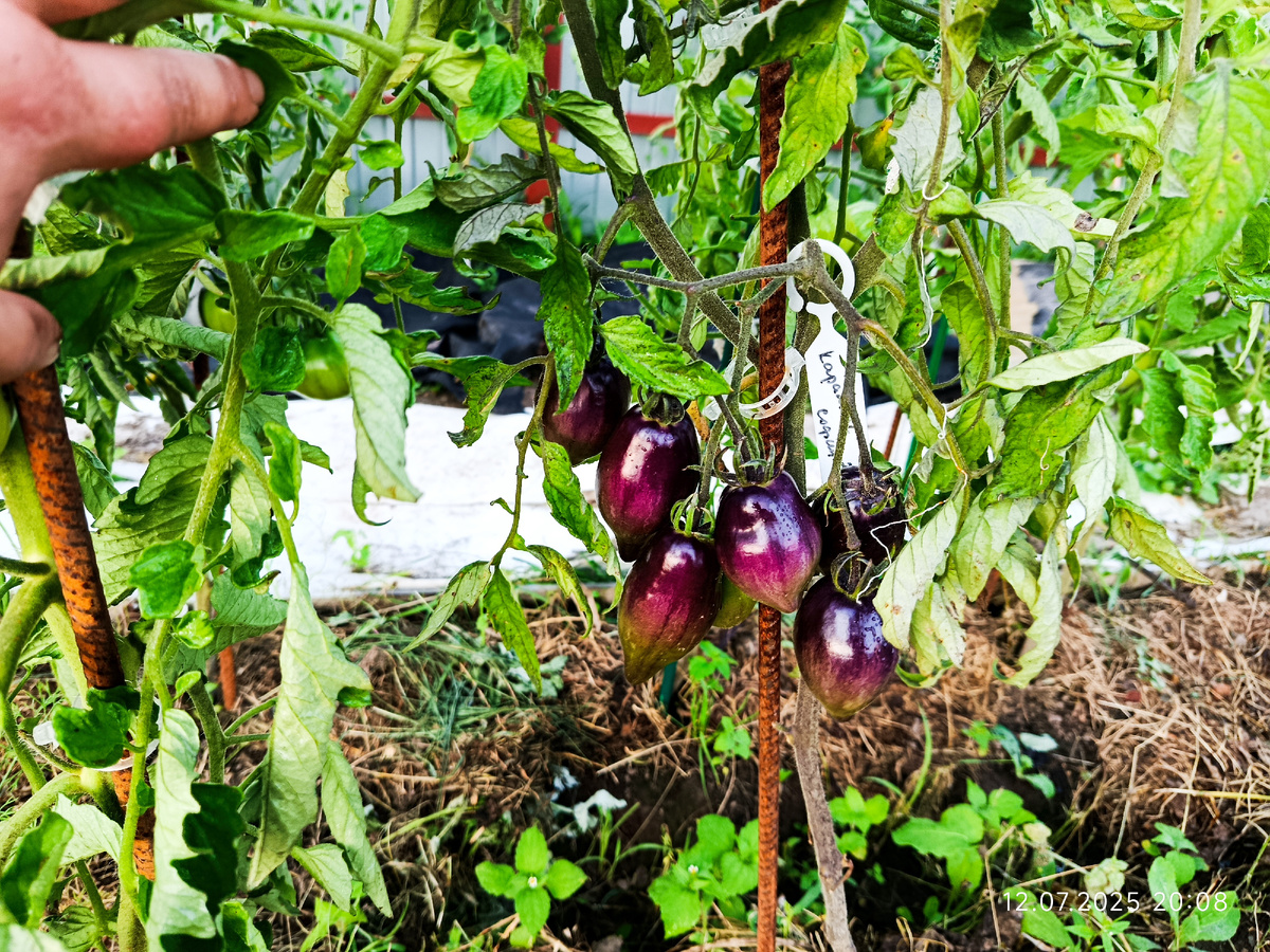 Карамель Софии, улица. Антоциан гораздо выраженней чем в теплице! А полнота кисти почти одинаковая. дата фото 12 июля 2025 год