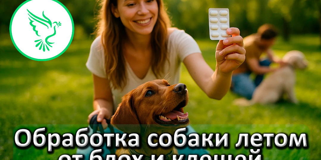 🐶❤️Чем обработать собаку летом от глистов, блох и клещей — простая схема