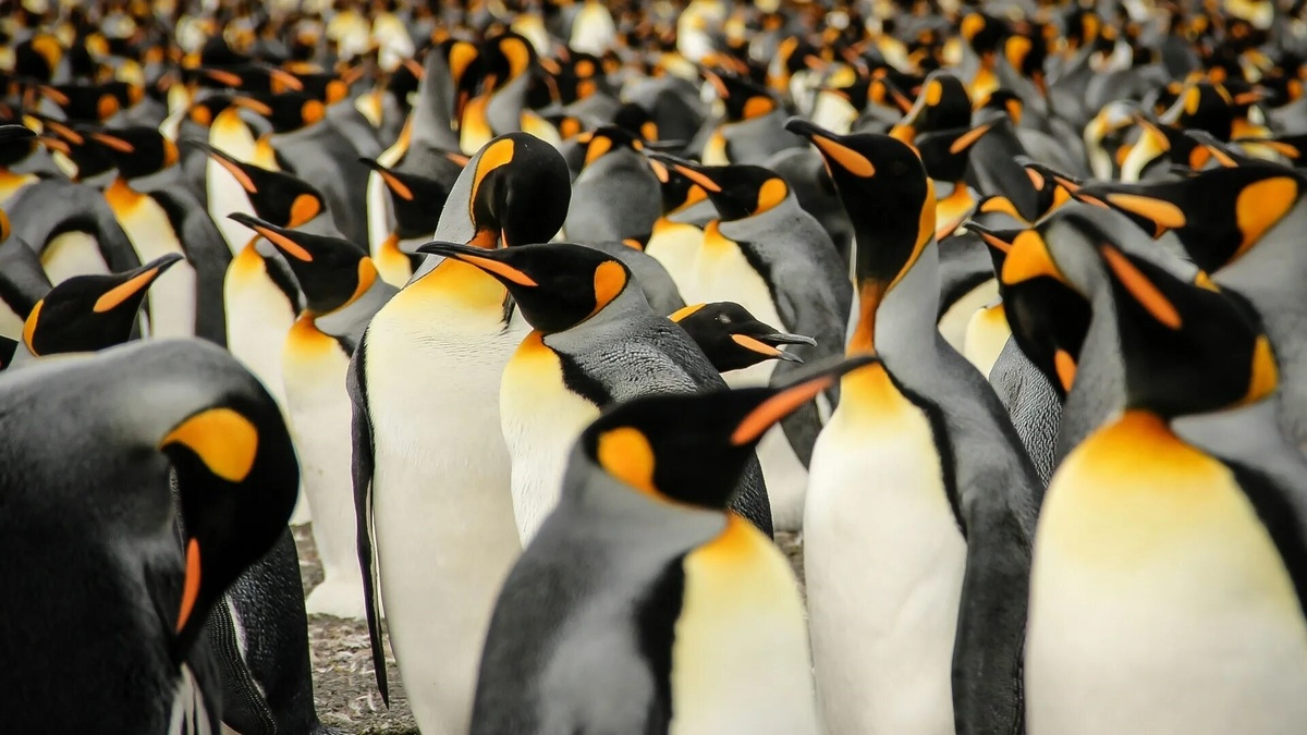 Фото с сайта: https://wallpapercrafter.com/40883-king-penguins-south-georgia-birds-2015-sony-world-photography-awards.html