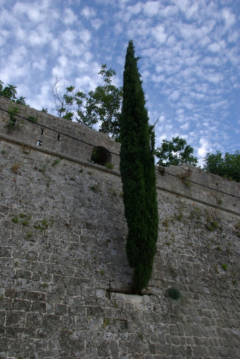 Кипарис как памятник упорству и жизнестойкости:)