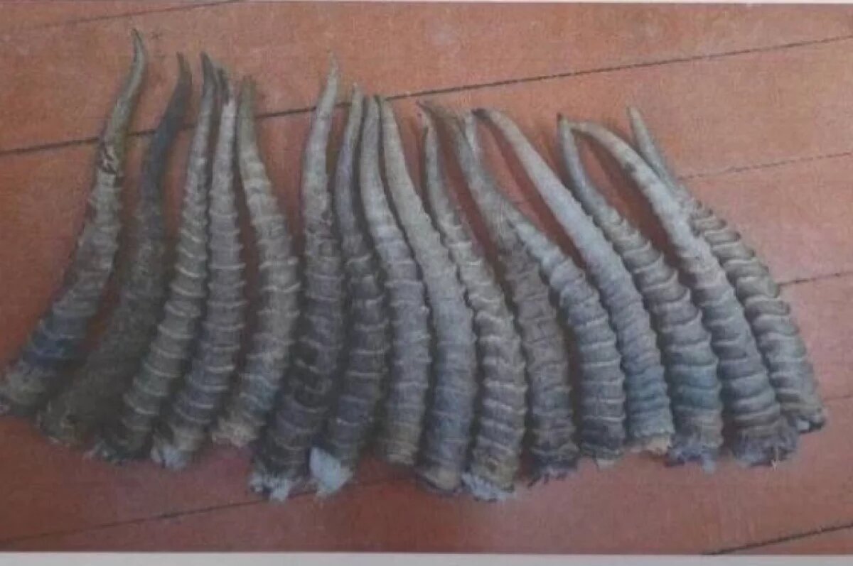    Жителя Бурятии осудили на 7 лет за попытку вывезти рога сайгака в Китай