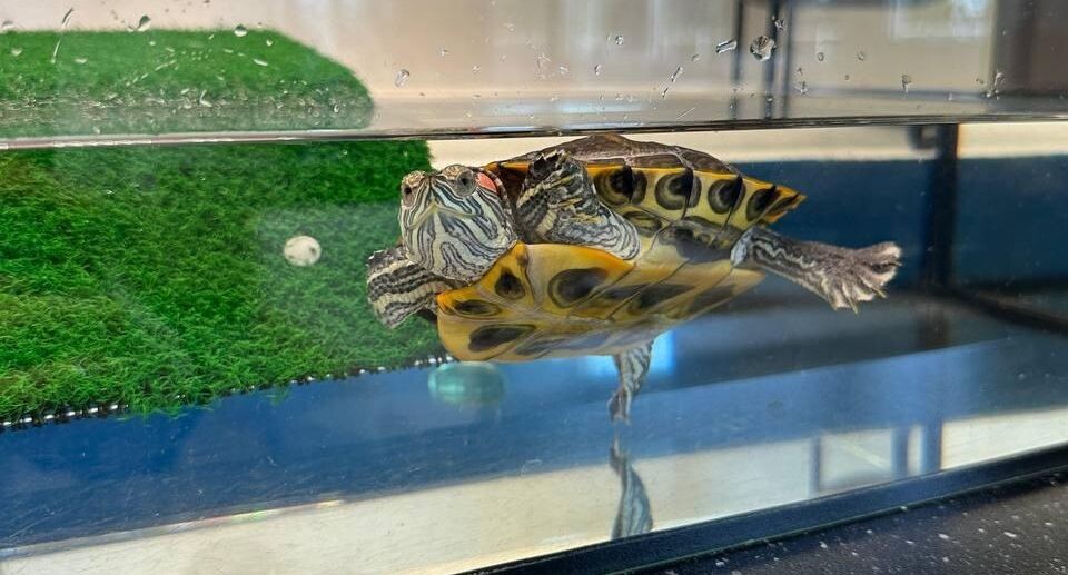    Министерство по содержанию территорий и государственному жилищному надзору МО