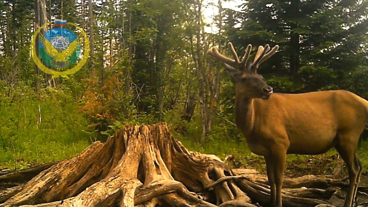     Фотоловушка сняла заповедных обитателей у солонца в Красноярском крае