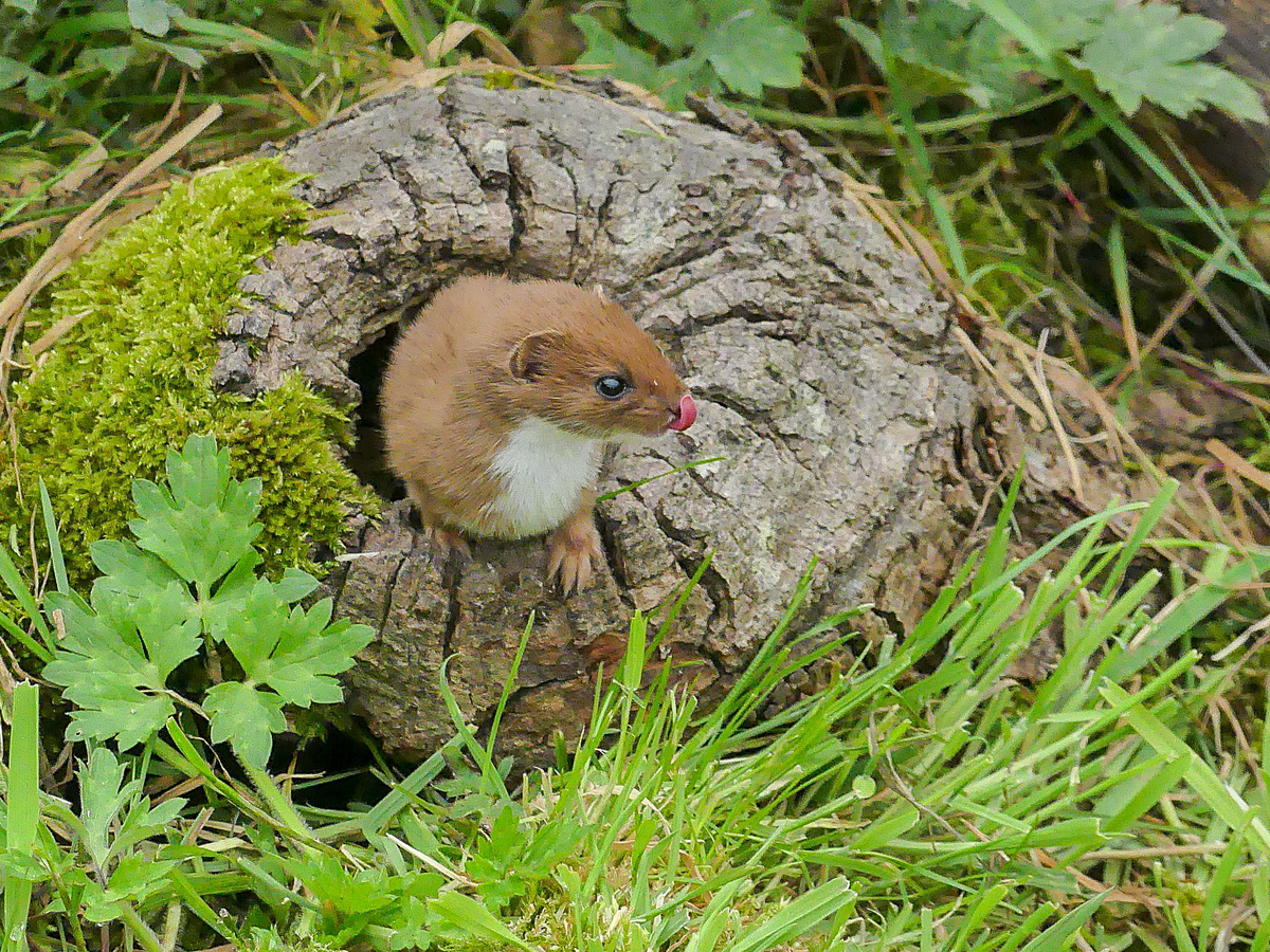 Один из самых маленьких и результативных хищников на планете! Mike Prince, CC BY 2.0