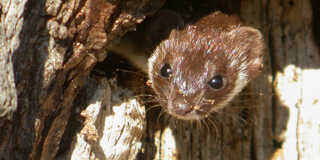 Кто приходит ночью в конюшни и заплетает косички лошадям
