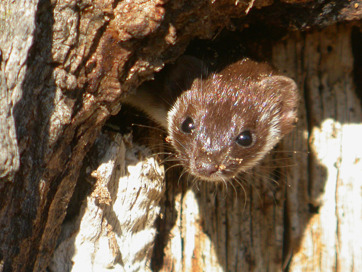 Frank Vassen, CC BY 2.0