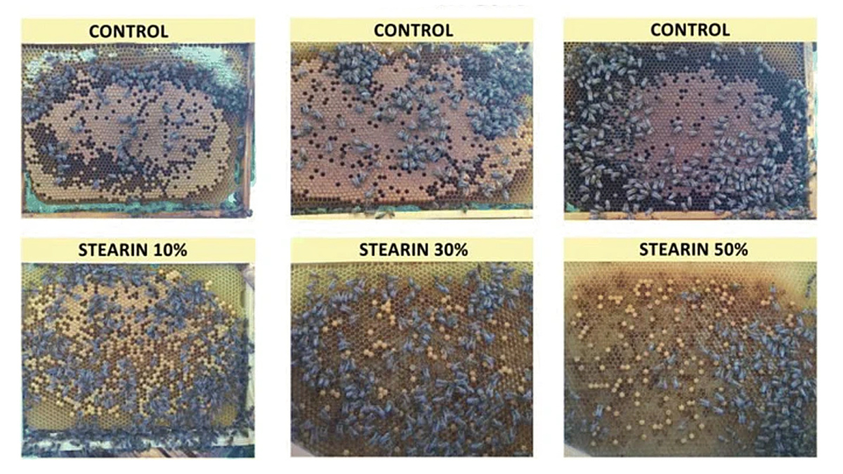 Эксперимент 2018. Изображение расплода, выращенного в сотах, построенных на восковой основе с добавлением 10, 30 и 50 % стеарина. Верхняя строка - фото расплода выращенного на чистом воске.
