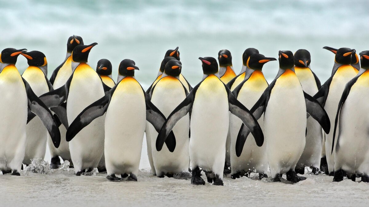 Фото с сайта: https://fotoblur.ru/staya/pingvinov/