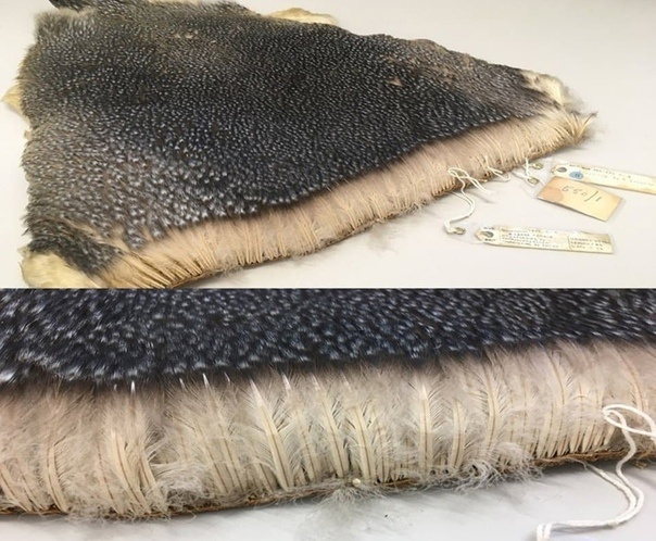 Фото с сайта: https://vk.com/wall-86618766_52595