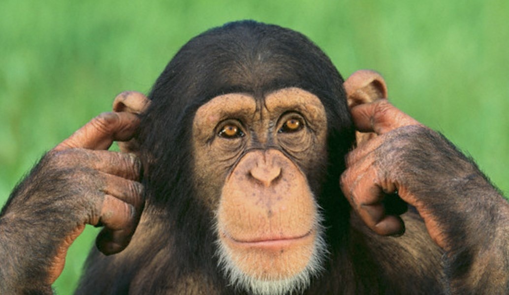 эксперт прислушивается к чужому мнению