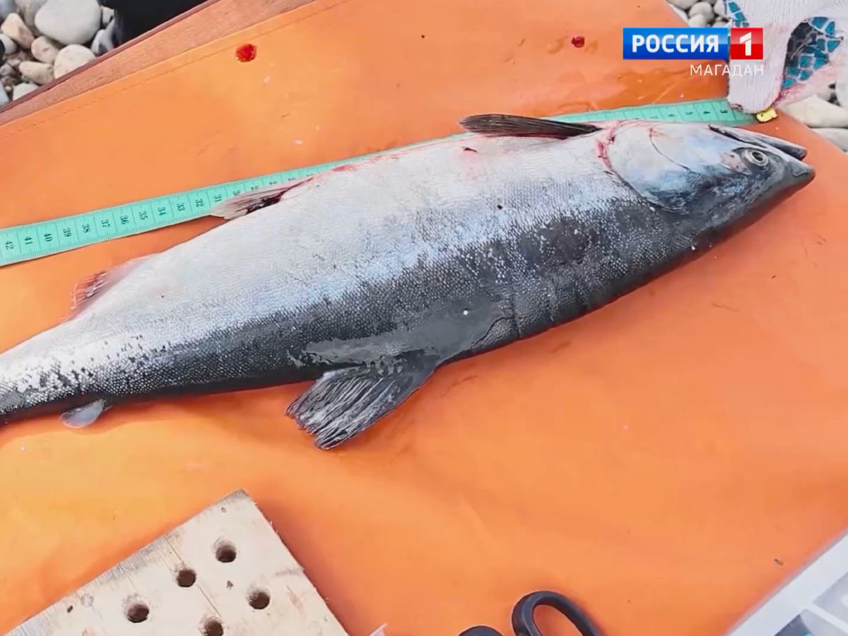 Фото: видеорепортаж ГТРК «Магадан»