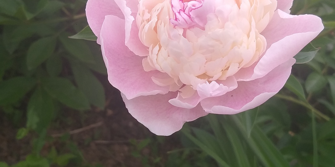 С днём рождения,Ольга!*