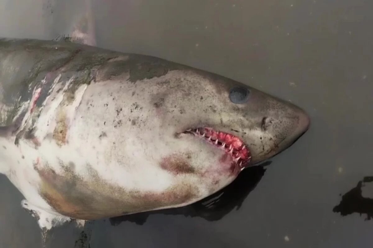    Причиной гибели выбросившейся на берег на Курилах акулы могли быть паразиты