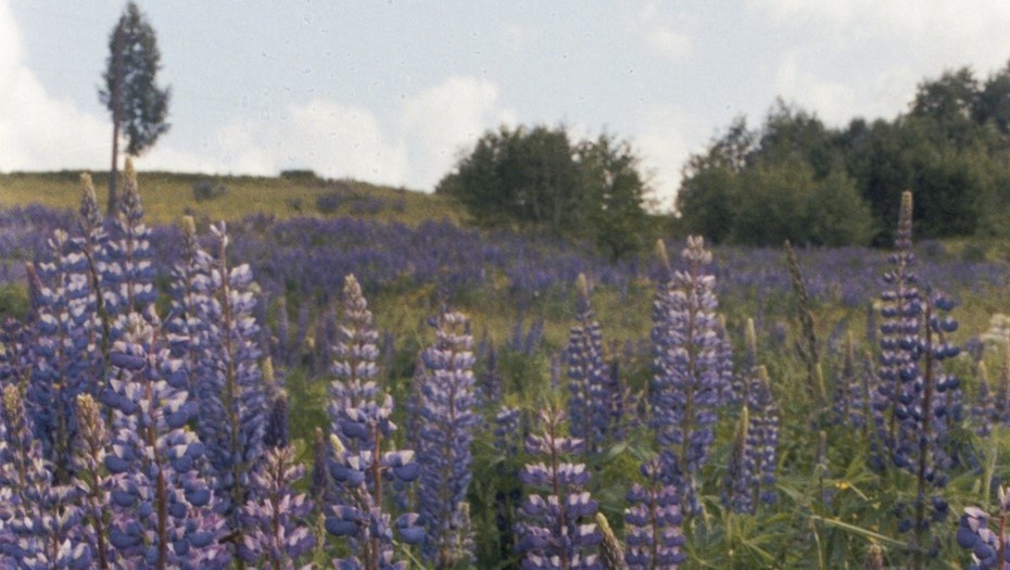    Автор фото: Александр Овчинников/ТАСС