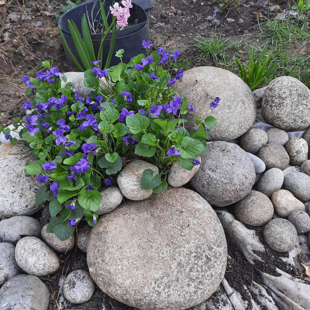 Дикая фиалка сама выросла в моём " сухом" ручье, теперь сеется сама по всему участку