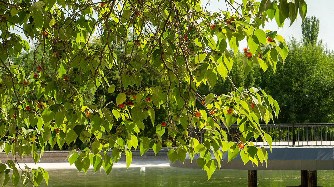 Парк Дружбы в Ташкенте