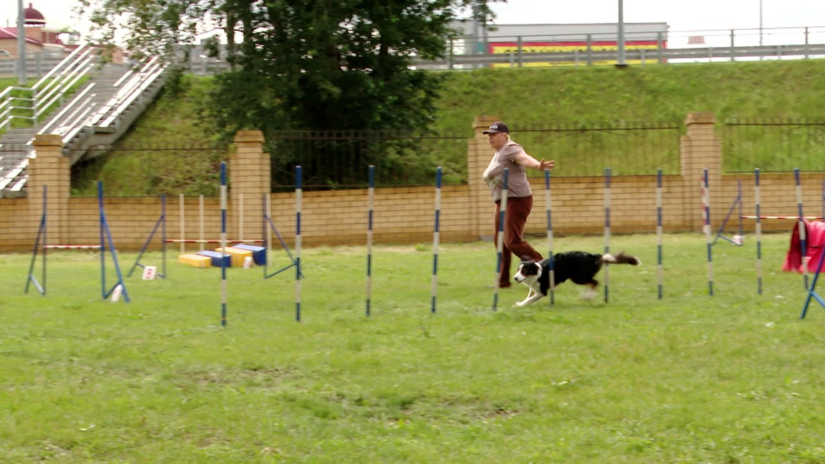 Собака, выходя на ринг, видит трассу впервые. На разминке с препятствиями знакомится только человек-проводник
