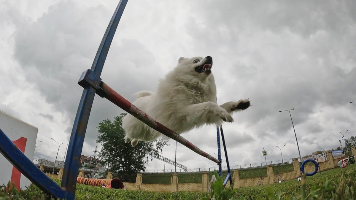 Аджилити - вид кинологического спорта, где собака преодолевает препятствия в нужном порядке на время