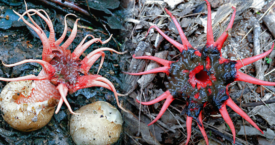 Чем дальше в лес, тем толще инопланетяне!