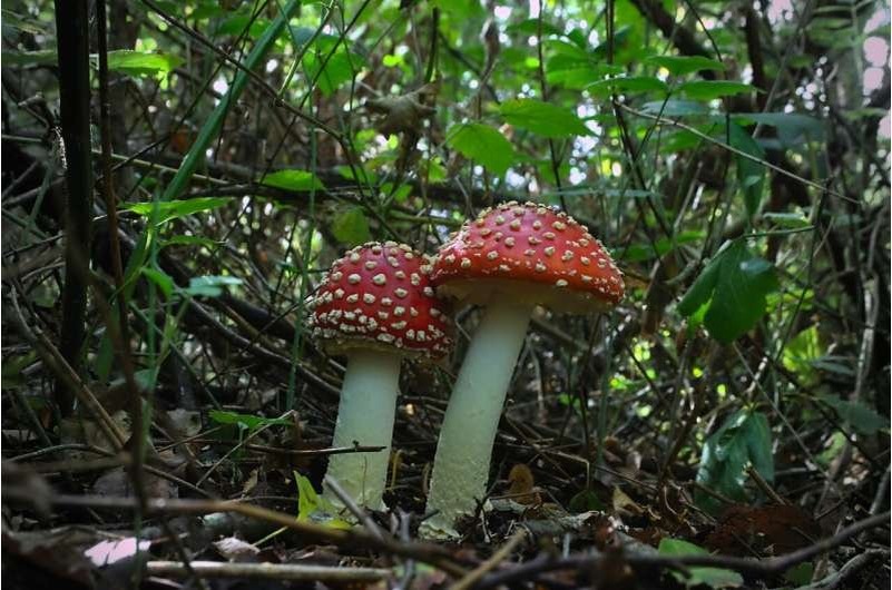    Мухоморы — один из самых распространенных родов эктомикоризных грибов в мире