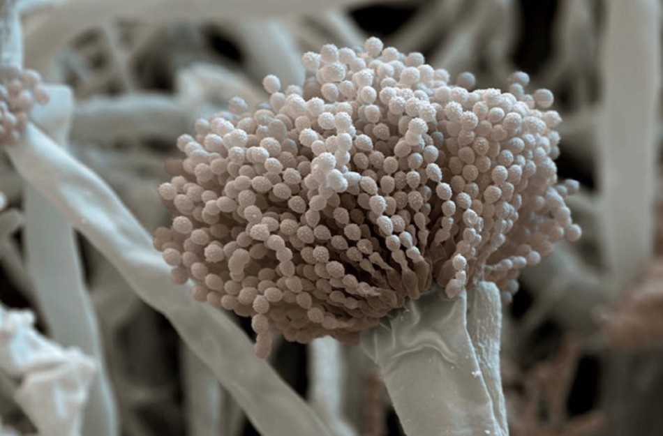 Плесень опасна для доровья человека