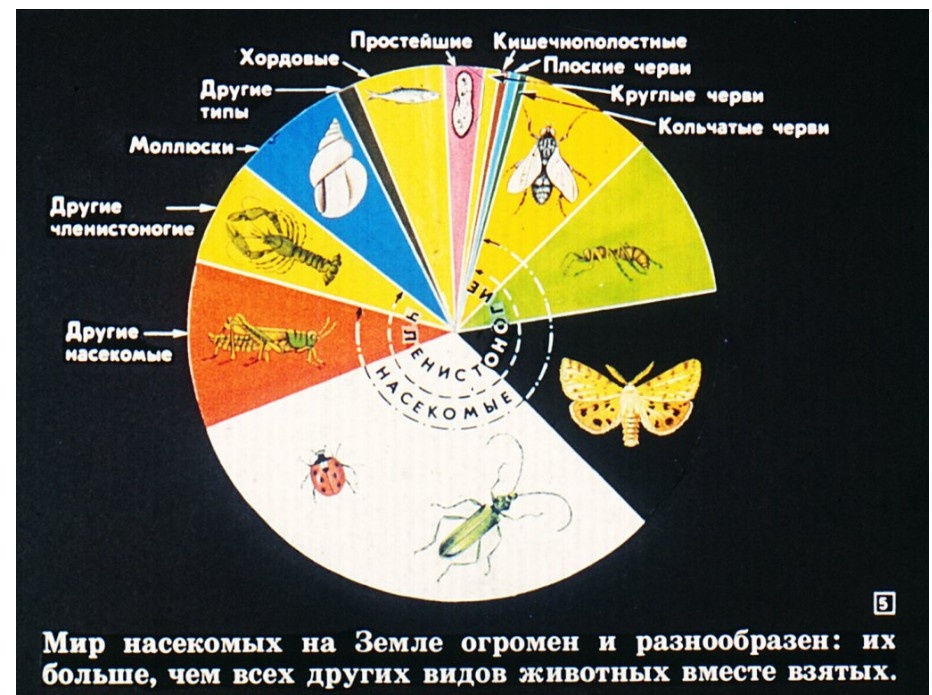 Кадр из диафильма, который нам показывали в детском саду, когда мы изучали насекомых (студия: Диафильм, 1991, https://diafilmy.su/)