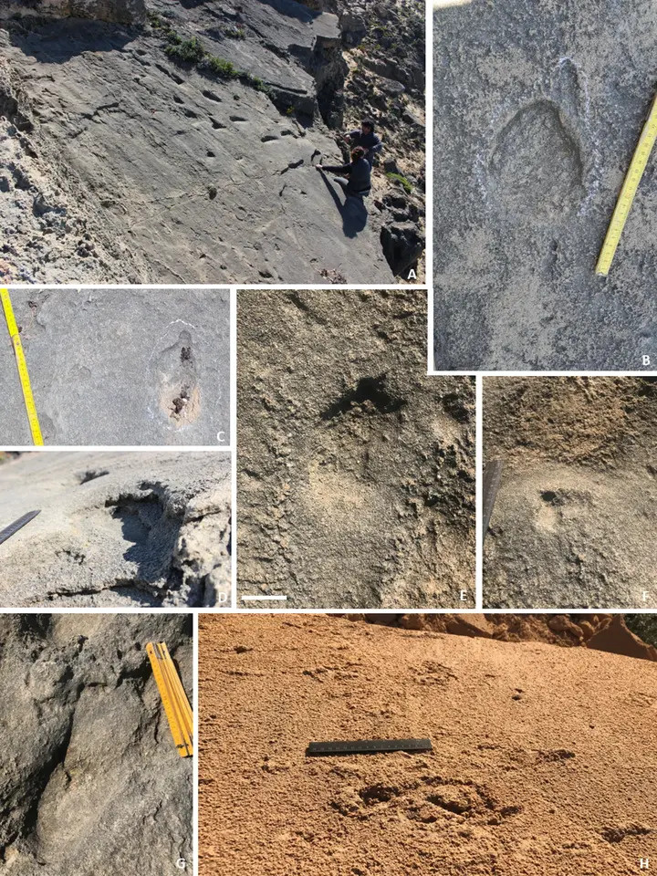   Carlos Neto de Carvalho et al. / Scientific Reports, 2025