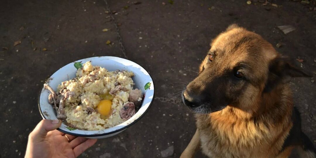 На грани пустых мисок...