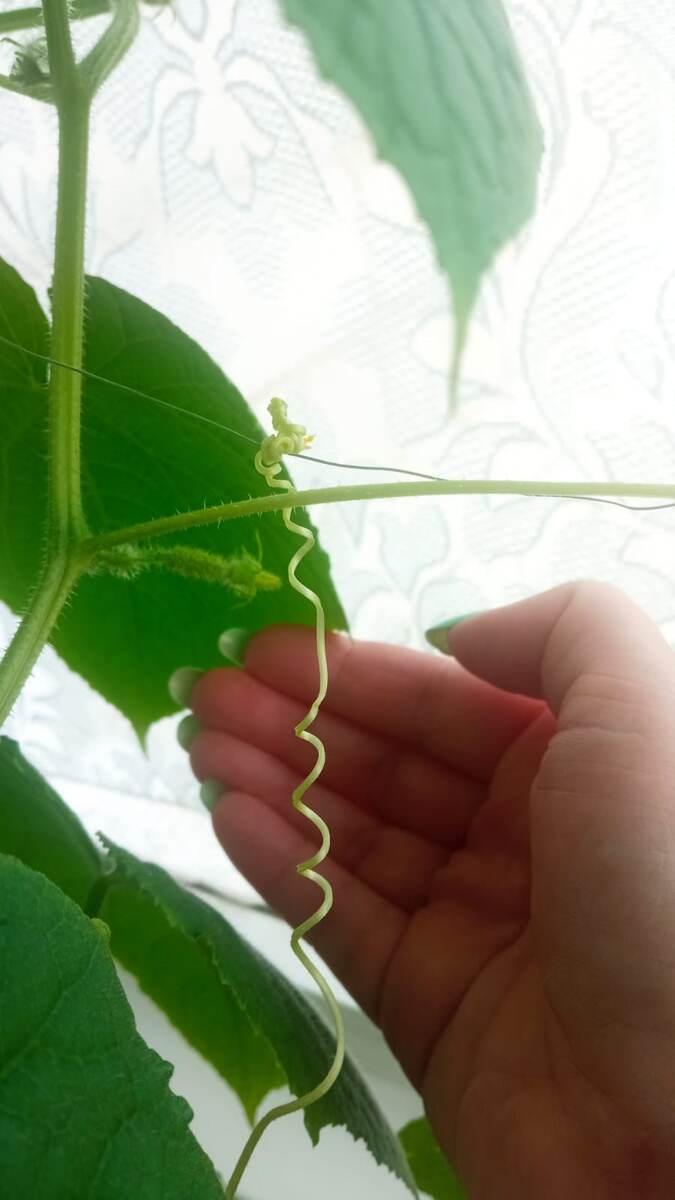 пока по одному..может попозже пучки появятся..