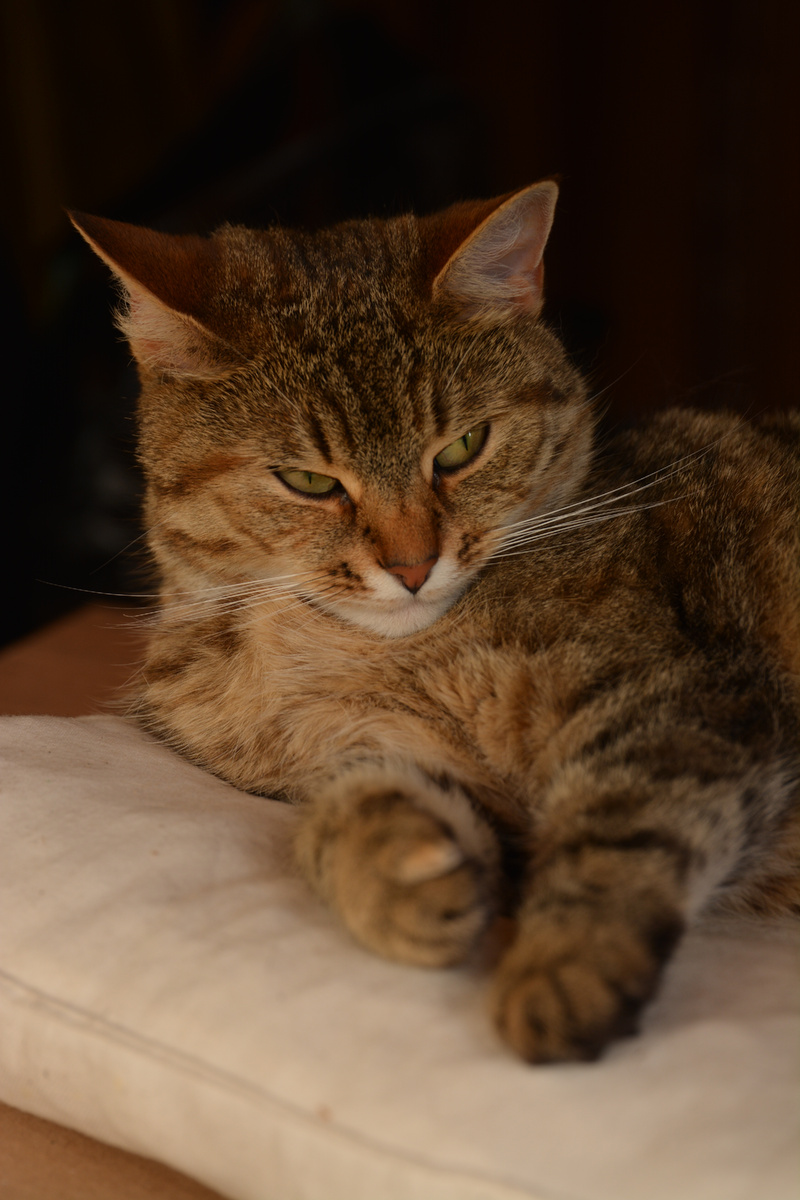 «долбанные папарацци»