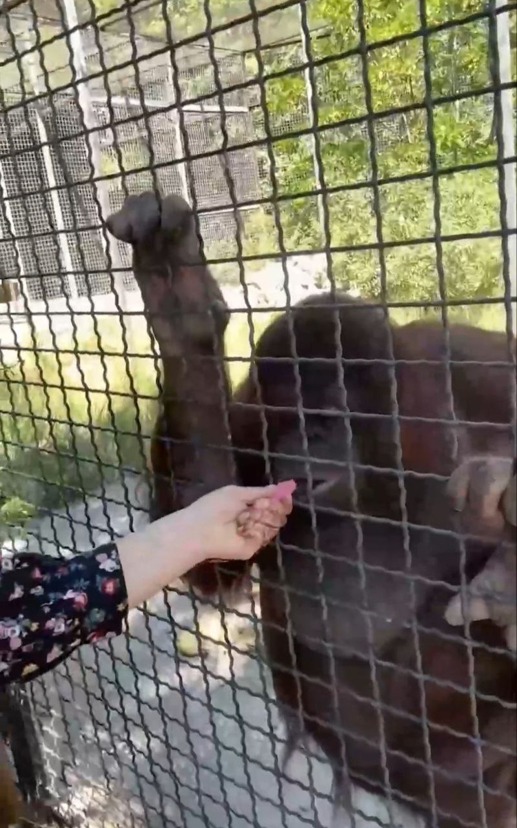 Девушка на видео дала обезьяне затянуться два раза