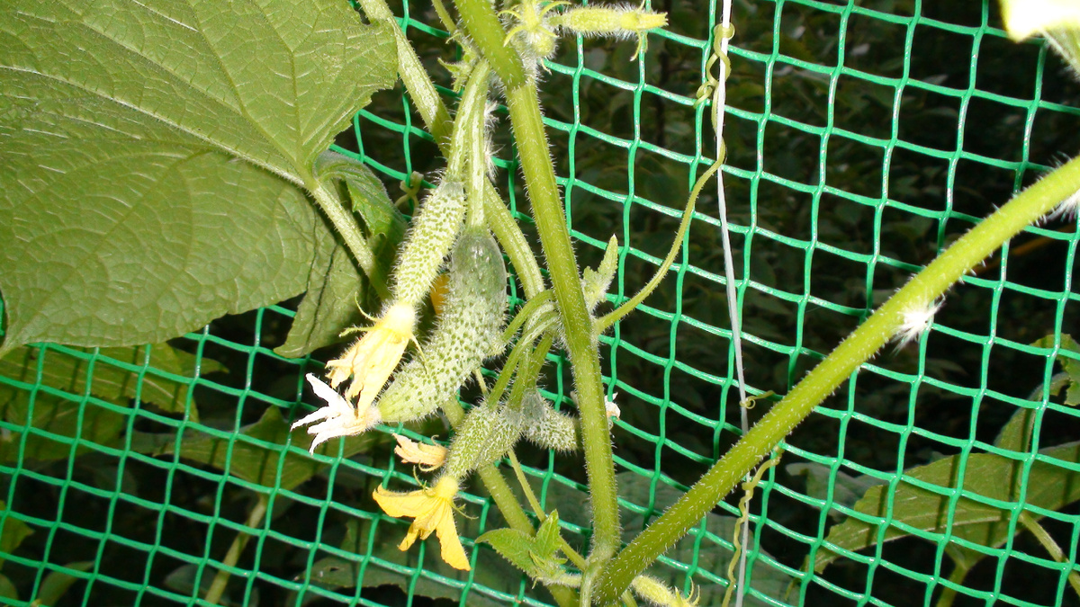Почему завязи огурцов желтеют и опадают? Как этого избежать