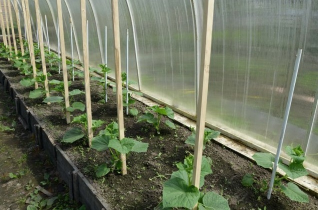 Почему завязи огурцов желтеют и опадают? Как этого избежать