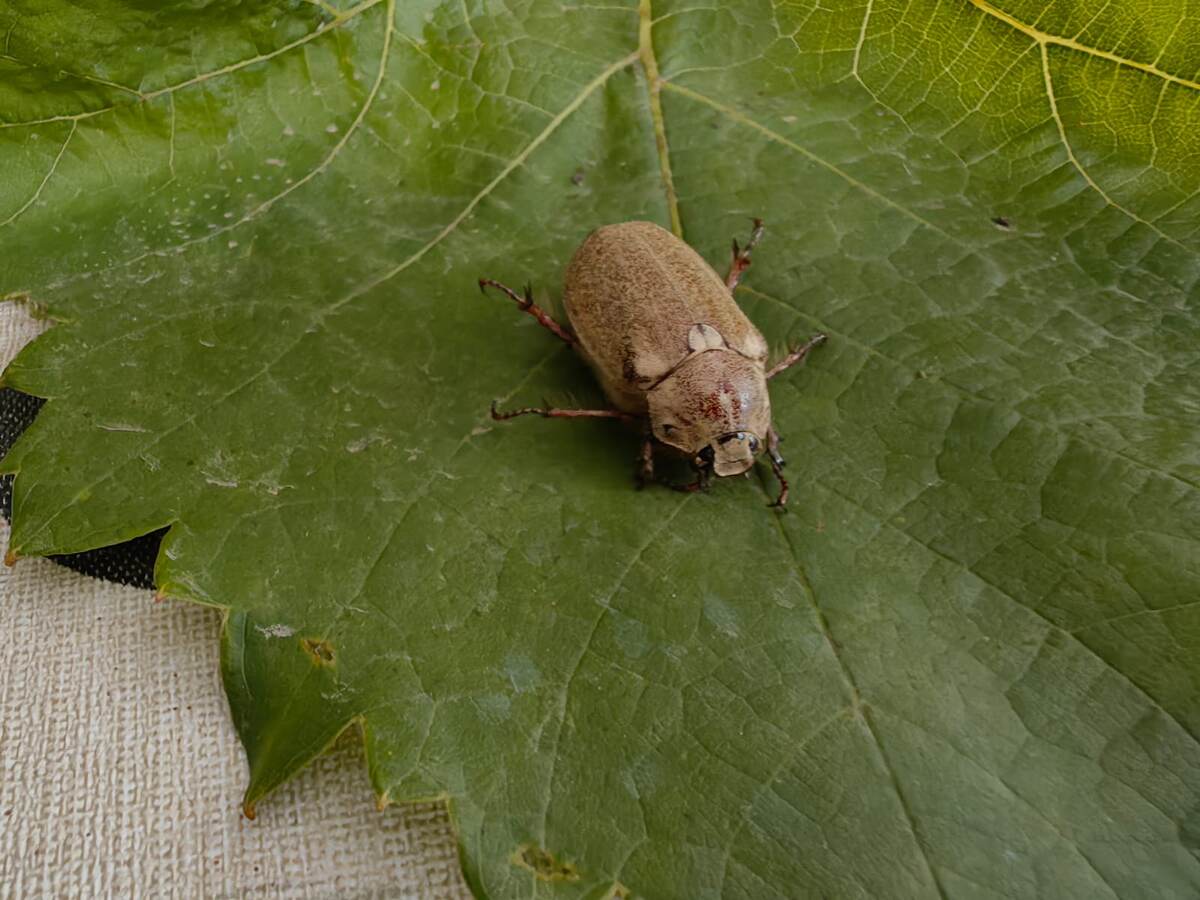 Майский жук. Фото Натальи Мироновой